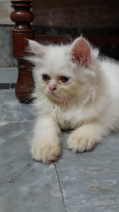 persian cat kittens 