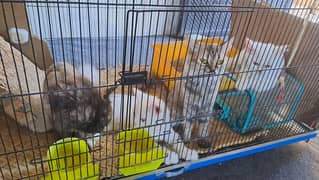 4 cats avaliable for sale