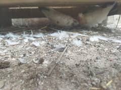pigeon
