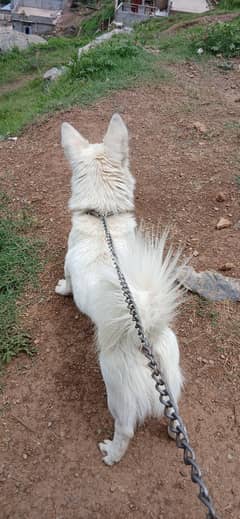 doge