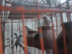 White crested