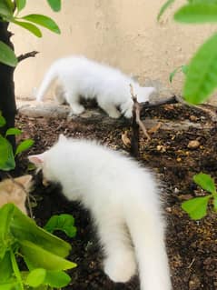 perisan kitten