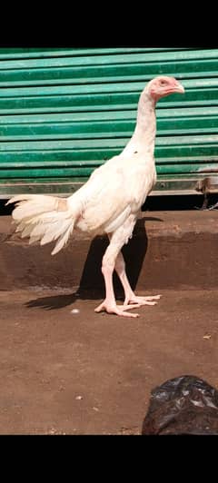 Pure O White shamo