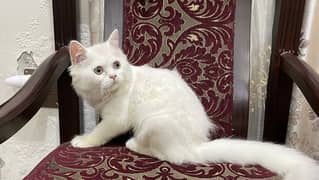 PERSIAN FEMALE KITTEN FOR SALE
