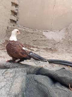 karbalai nar pigeon for sale han black Red yellow all type