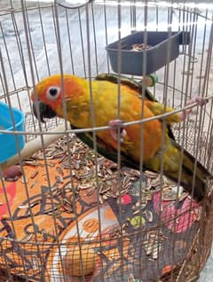 QUALITY CONURE FOR SALE