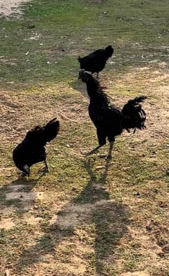 ayam cemani gray tongue