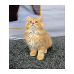 Persian hamalian british punch face piki face cat's and kitten's