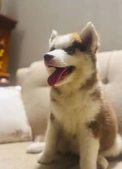 Siberianhusky puppie 03255520926