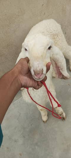 larkana