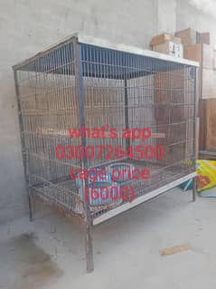 parrot