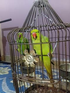 Green Ringneck 1.5 Saal age with cage mery ghr ki bread hay