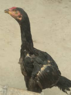 Pure aseeel 5 pair Murghay for sale