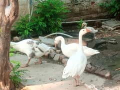 Geese