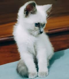 Siamese