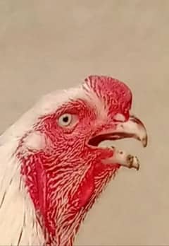 heera aseel qandhari chicks