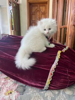 white Persian kitten
