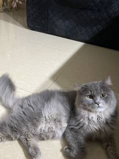 Black  male/   cats  / for sale tripple coat