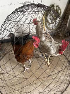 Hens