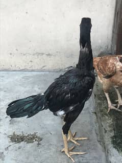Healthy aseel chicks available