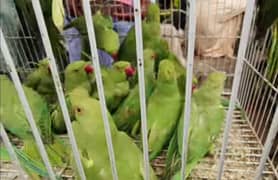 Ringneck parrot pairs