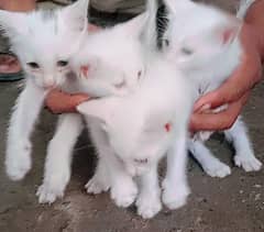 4cat baby's and mother cat for sale very friendly and play ful