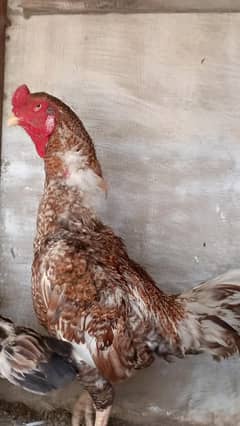 Aseel Turkish Thai Miawali Male female