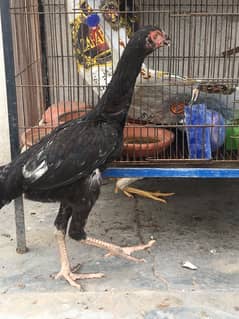 Thai x Shamoo Aseel Pathay available