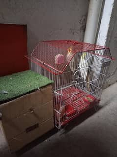 Cockatiel Pair with pinjra and box