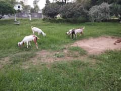 Goat Bakri bakrian for sale