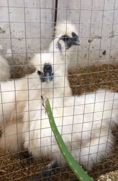 silkie male 4000