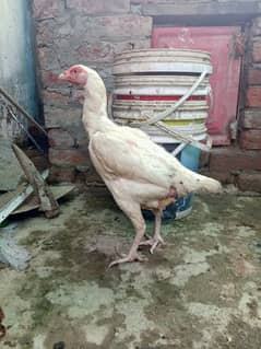 aseel heeri madi /murga / murgi /chicks /aseel murga murgi