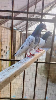 Teddy pigeon breeder pair