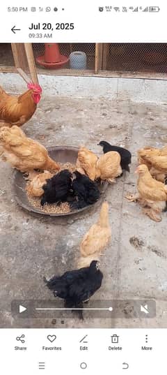 Golden black Buff