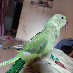 ringneck chicks healthy & active