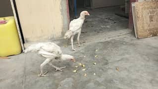 shamo aseel paper white