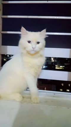 pure white Persian cat  (urgent sale)