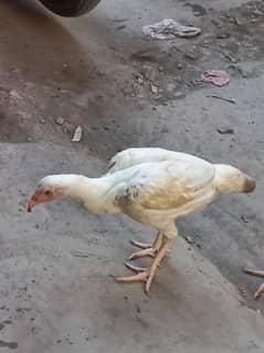 Paper white heera pure