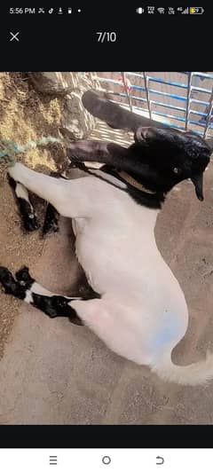 03142196520 warsappGar ka Pala howa hy dono Danto ma dono paka KERA hy