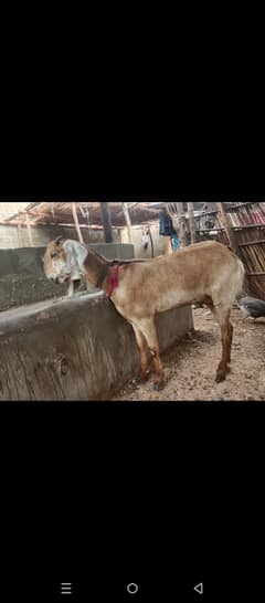 top quality Bakri for sale