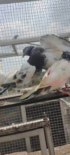 Piegons