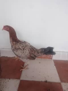 female