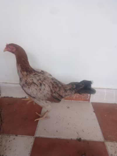 female hen and the hen is aseel  and desi mix