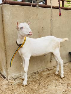 Bakra and Dumbay for sale