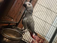 Affrican Grey Parrot  with Newly Cage