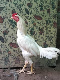 heera aseel / shamo / heera chiicks