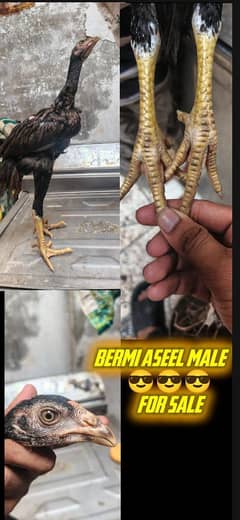 burmi aseel chicks bohatkhobsorat