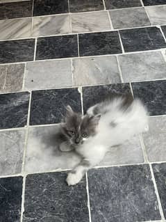 Female 2 months kitten