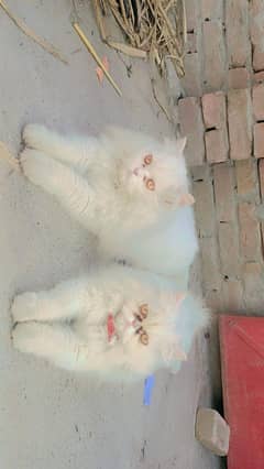 beautiful pikky face pair white  triple coated