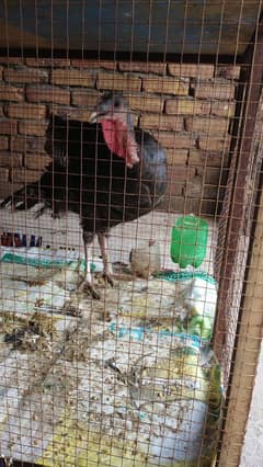 Turkish Bird